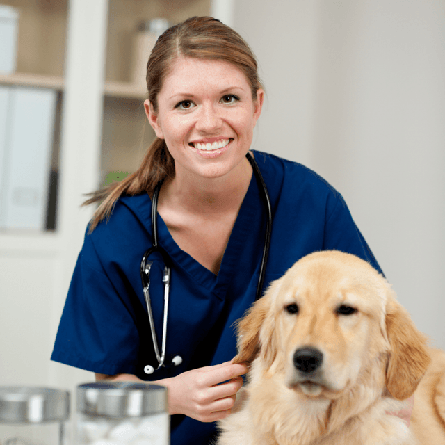 Veterinary Practice - Reception Interface